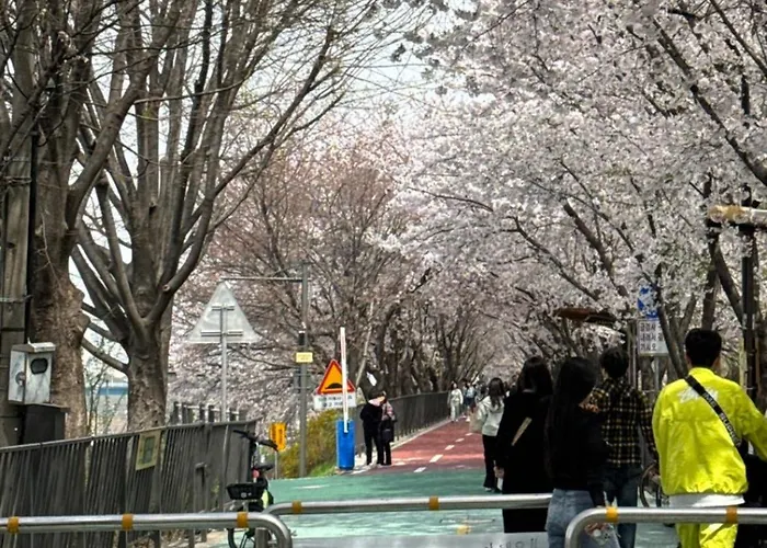 701, Seongsu Station Jungnangcheon Cherry Blossom Road River Airport Bus